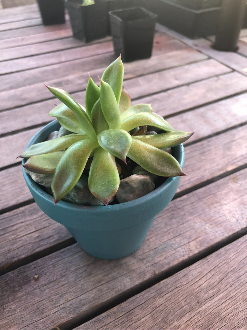 What your succulents leaves are telling you