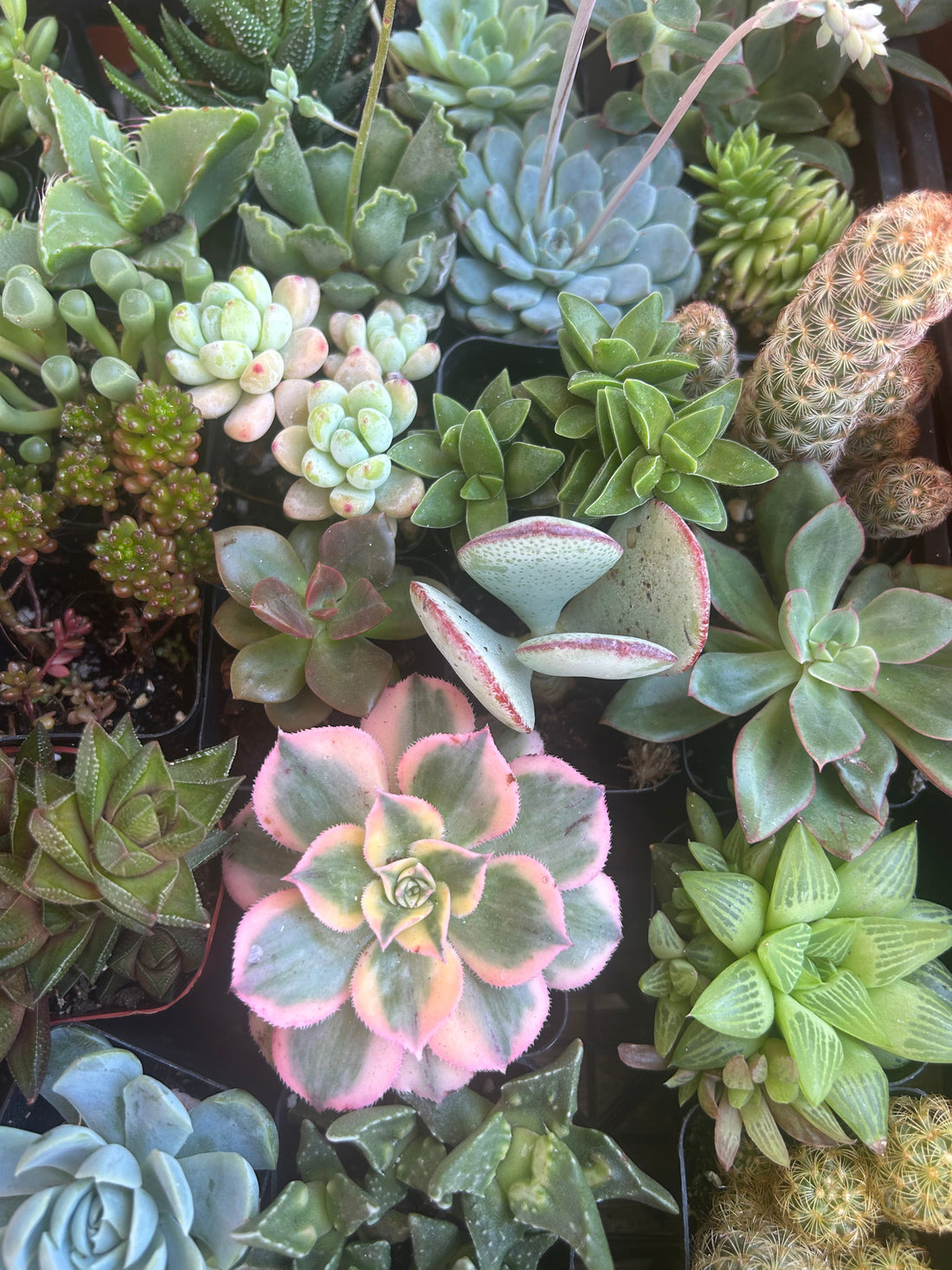 🌵 Succulent Care 101: How to Keep Your Plant Happy & Thriving