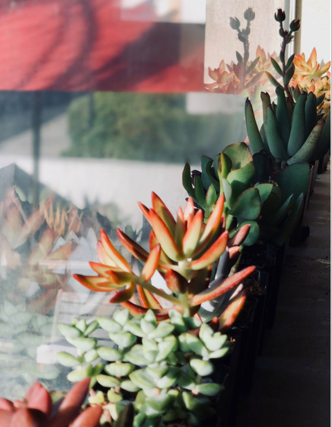 Where to Put Your Succulent So It Actually Thrives✨