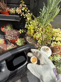 Do Succulents Need Fertilizer?