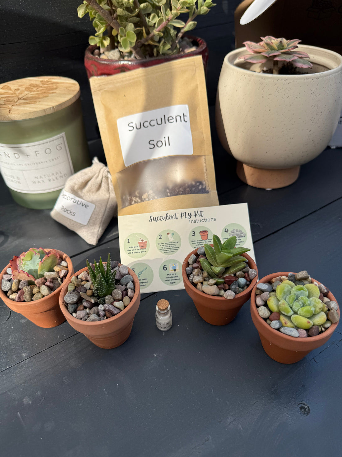 Succly PIY Kit: The Complete Guide to Rooting and Caring for Cuttings