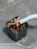 Overwatering Isn’t About How Much You Water. It’s About How Long Your Soil Stays Wet