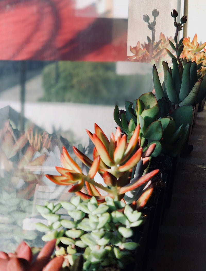 What Does Bright Indirect Light Really Mean?