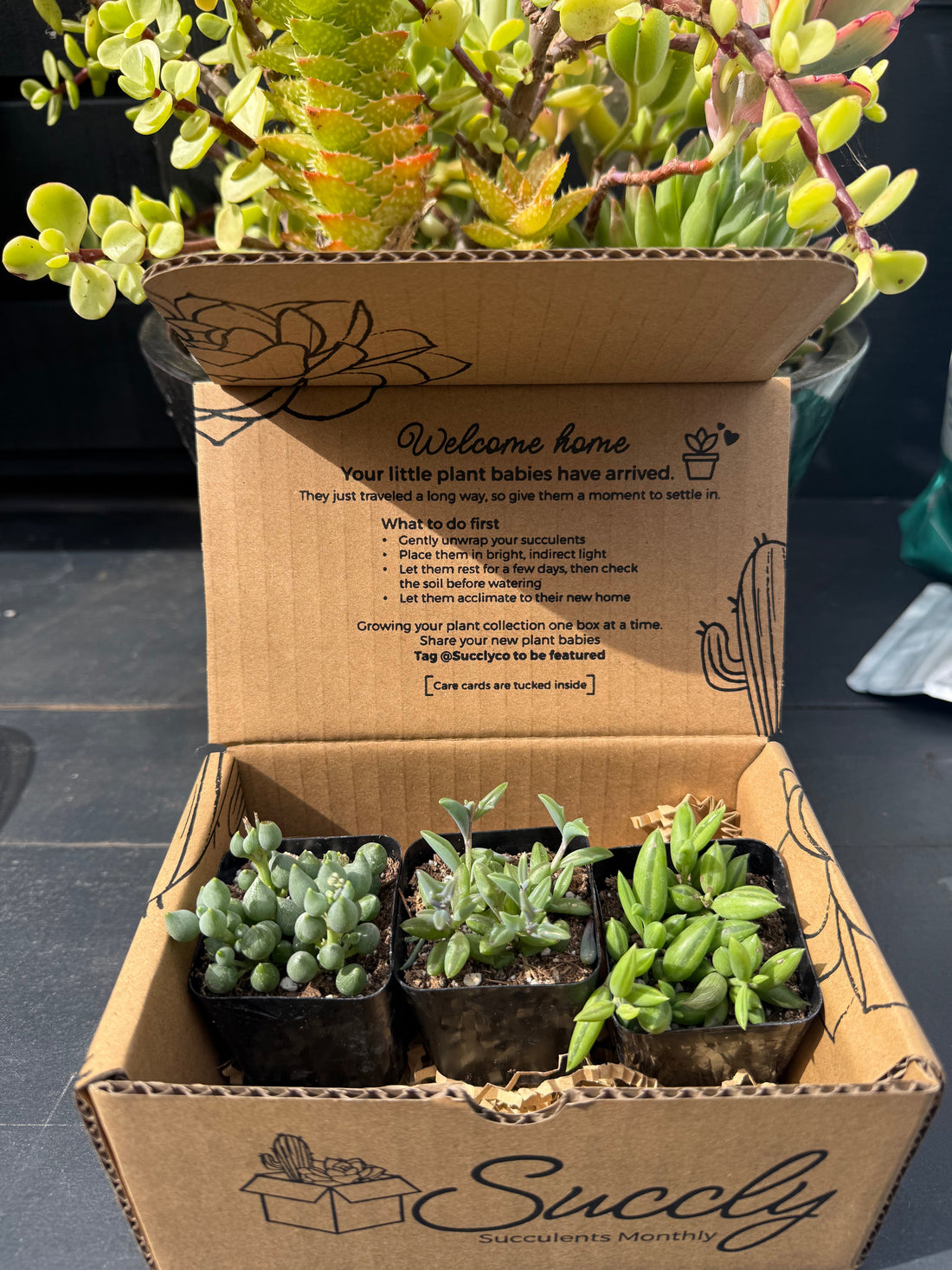 String of Things Collection Care Guide