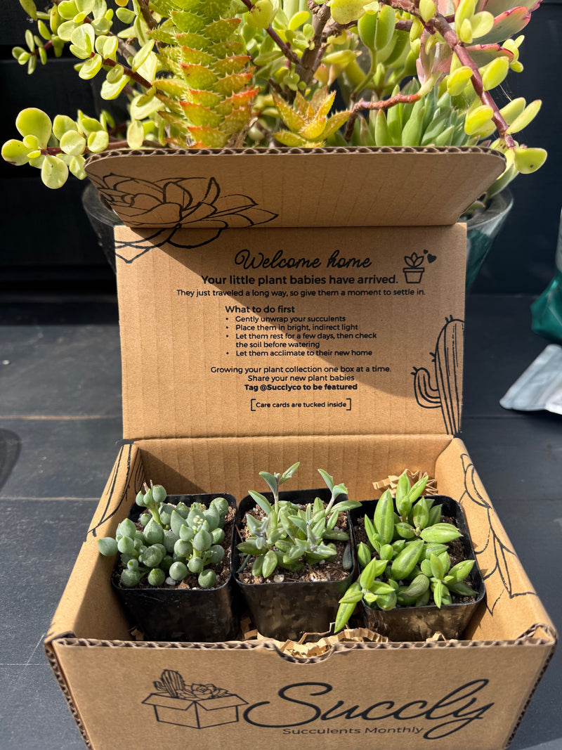 String of Things Collection Care Guide
