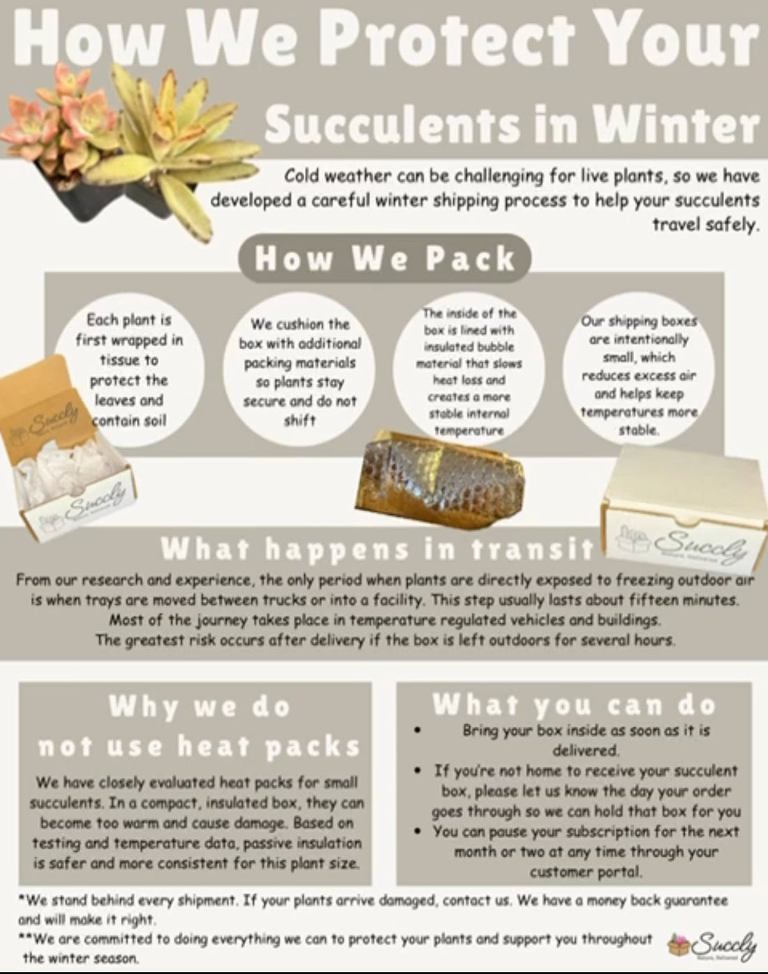 How we protect your succulents in cold regions for winter ❄️