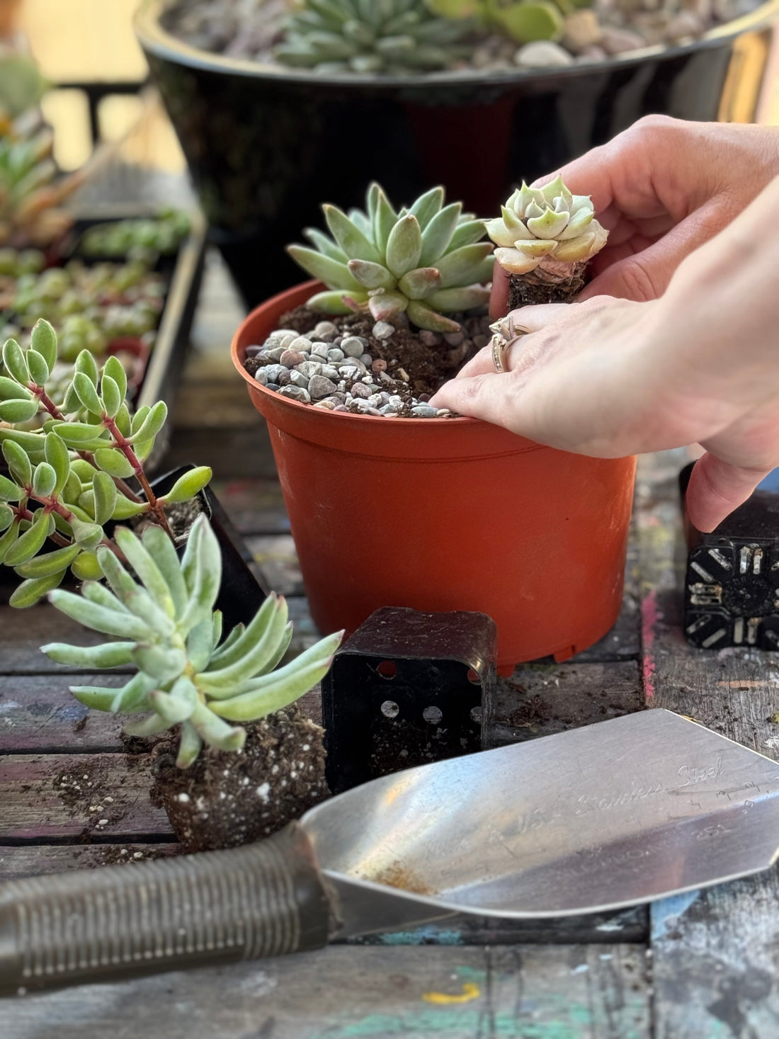 When Should You Replant Your Succulent After Shipment?