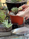 When Should You Replant Your Succulent After Shipment?