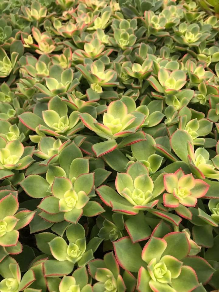 A Complete Starter Guide to Confident Succulent Care