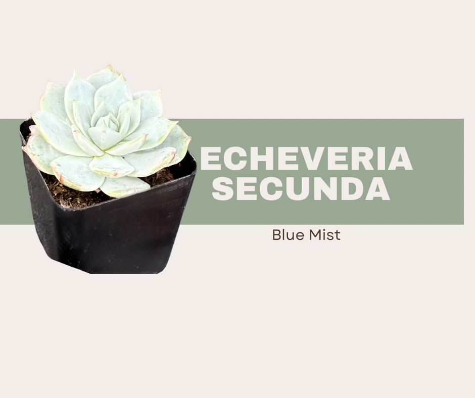 Echeveria Blue Mist-The Blue Succulent Everyone Loves