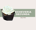 Echeveria Blue Mist-The Blue Succulent Everyone Loves