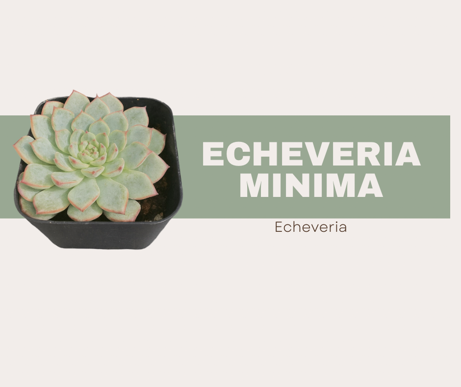 Echeveria minima, The Mini but mighty Echeveria 💪🌸
