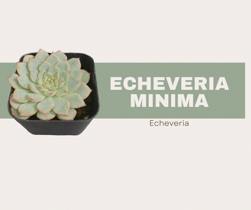 Echeveria minima, The Mini but mighty Echeveria 💪🌸