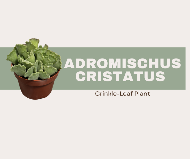Adromischus cristatus (Crinkle-Leaf Plant)