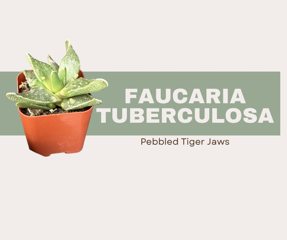 How to Grow and Care for Faucaria tuberculosa