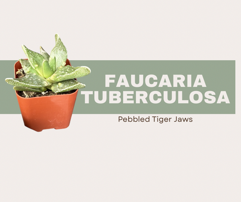 How to Grow and Care for Faucaria tuberculosa