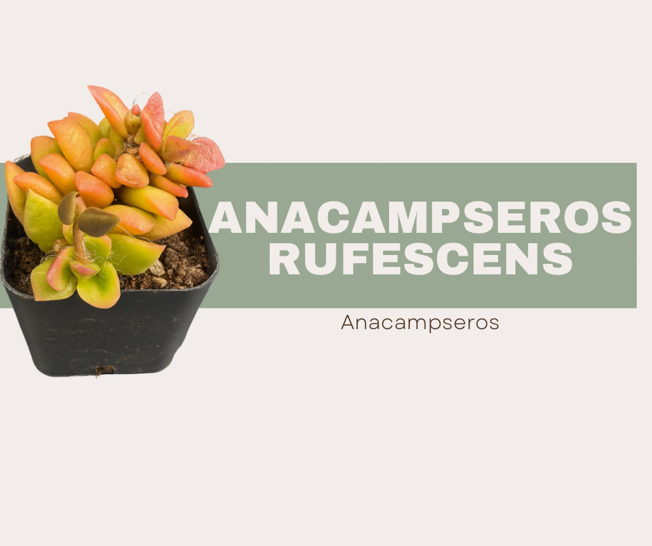 Anacampseros rufescens-The Stunning Sunrise Succulent 🌅🌱