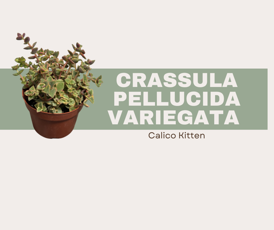 Crassula pellucida variegata ‘Calico Kitten’