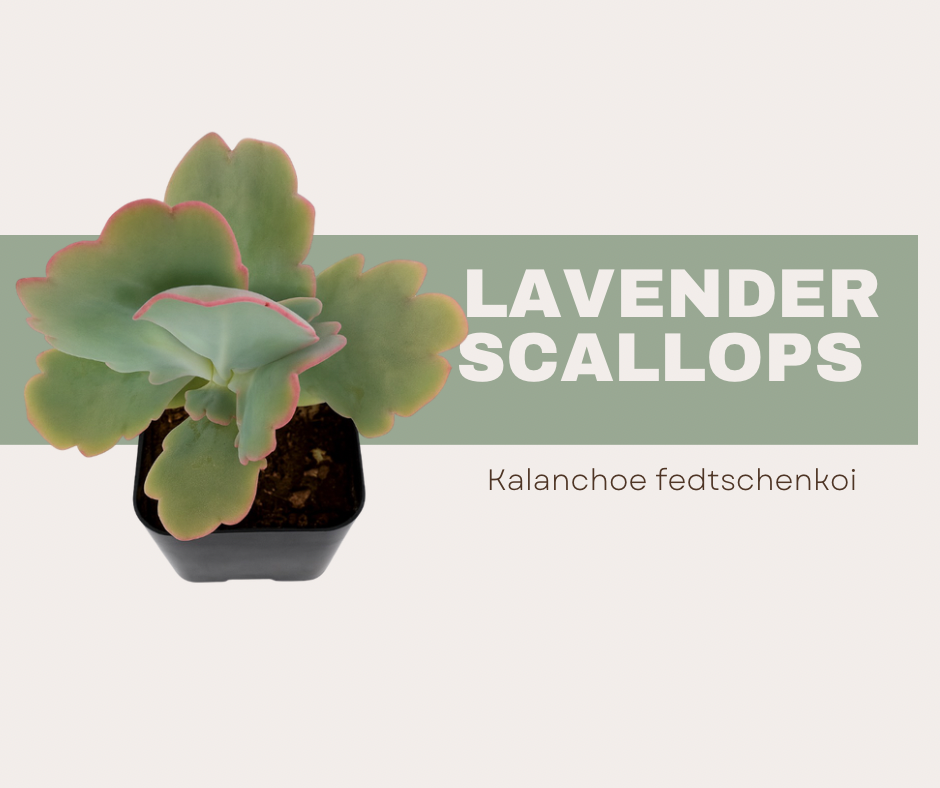 🌈 Kalanchoe fedtschenkoi: The Rainbow Edged Plant that looks so beautiful