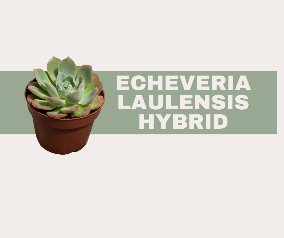 Echeveria laulensis Hybrid