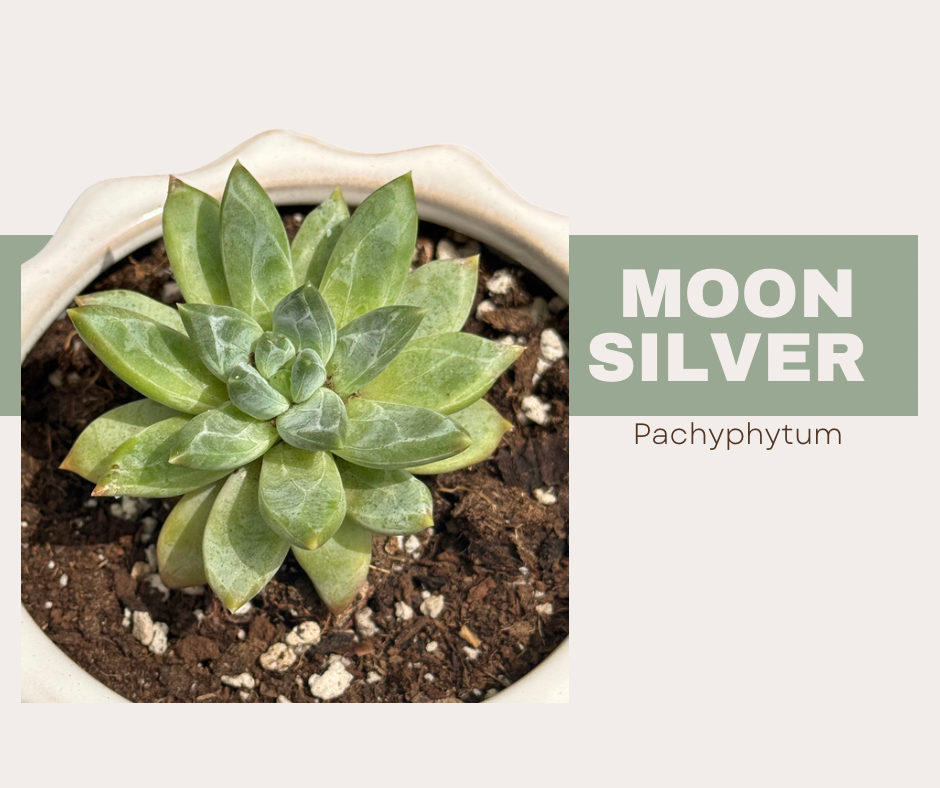 How to Care for Moon Silver Pachyphytum 🌙