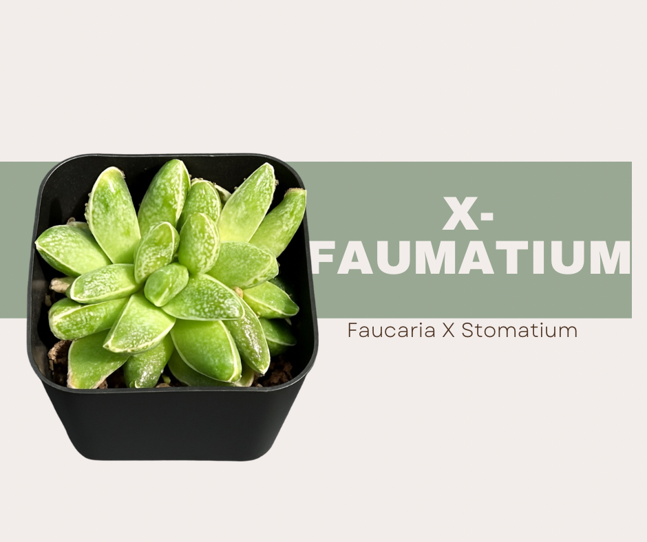 Meet × Faumatum: The spotted star of the succulent world.