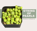 Everything You Need to Know About String of Pearls 🌿