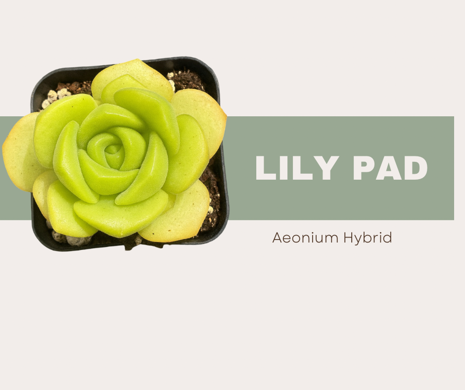 Meet the Lily Pad Succulent: A Rare Aeonium Hybrid You’ll Fall in Love With🌿