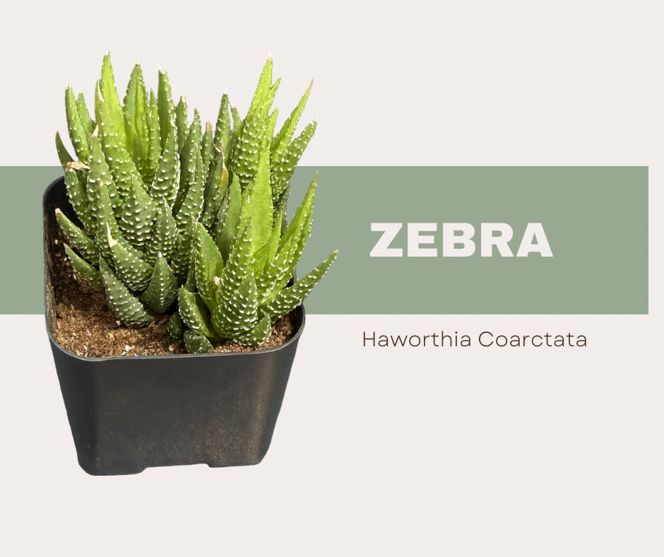Meet the Haworthia coarctata: Your New Plant Crush