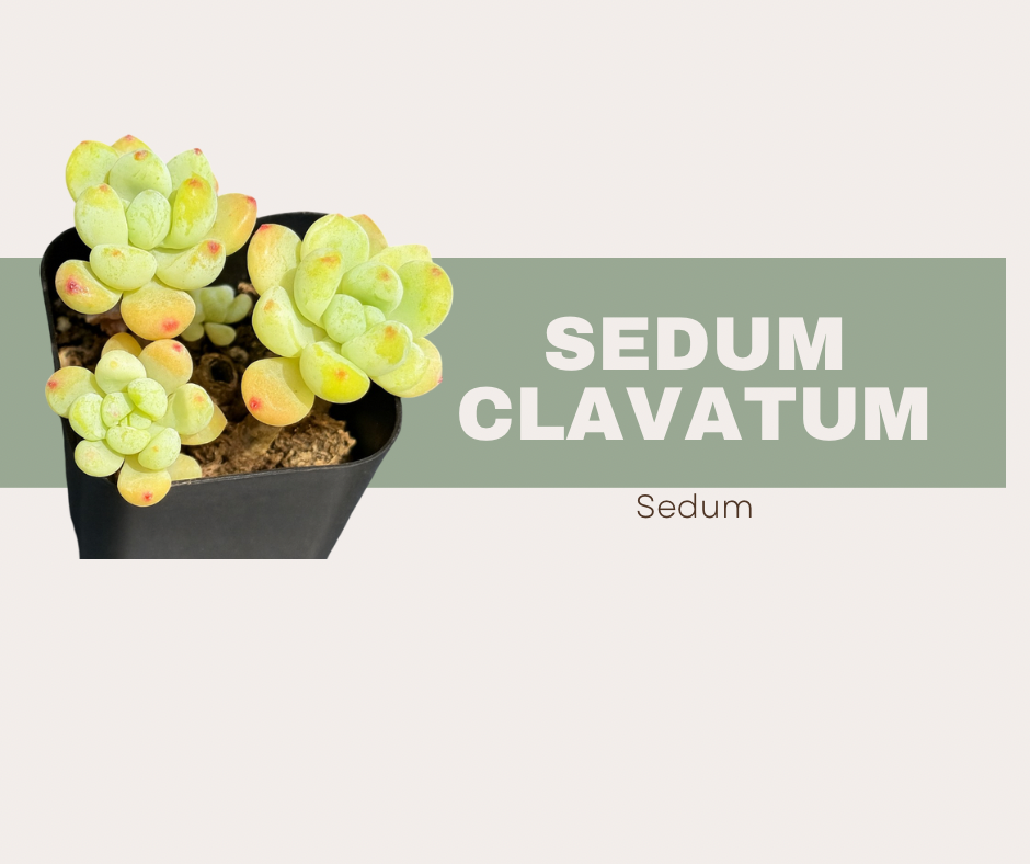 🌿 Meet Sedum clavatum: The Powdery Rosette That’ll Steal Your Heart