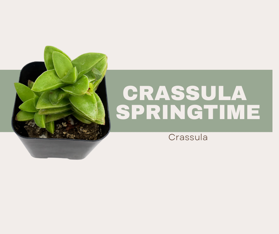🌸 Crassula ‘Springtime’: The Succulent That Literally Blossoms With Joy