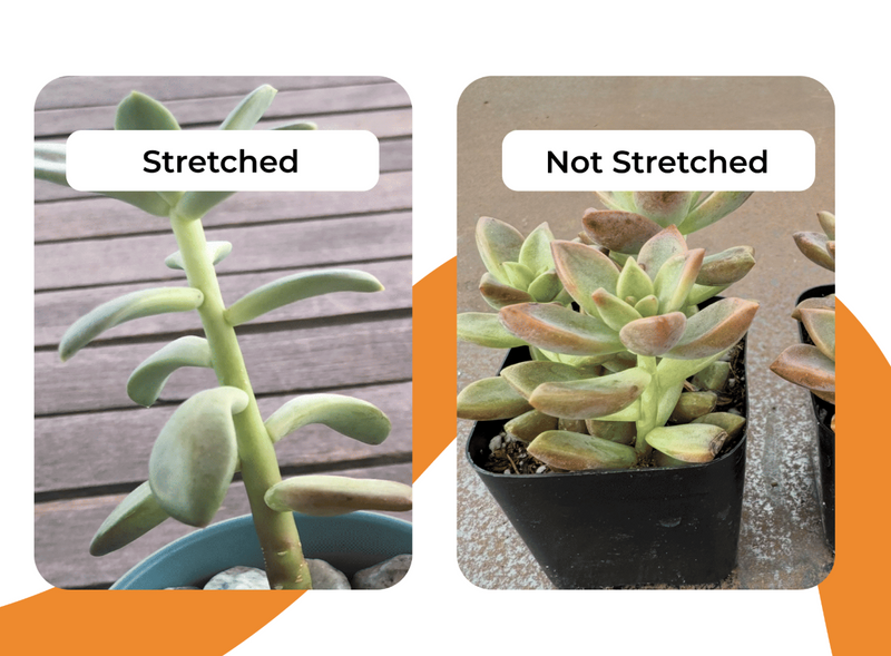 Why Is My Succulent Getting Tall? Causes and How to Fix It