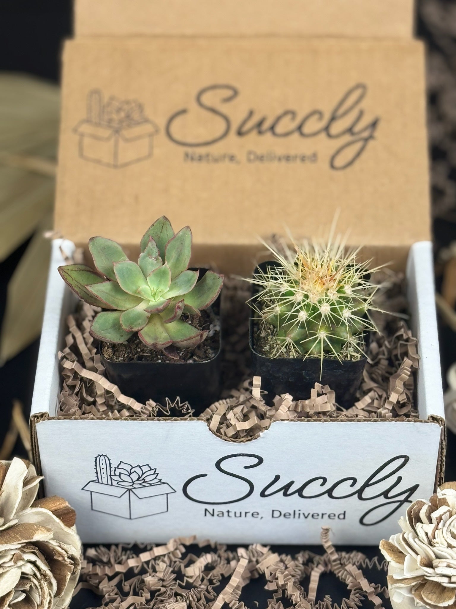 succulent plants gift box Succly Subscription Box