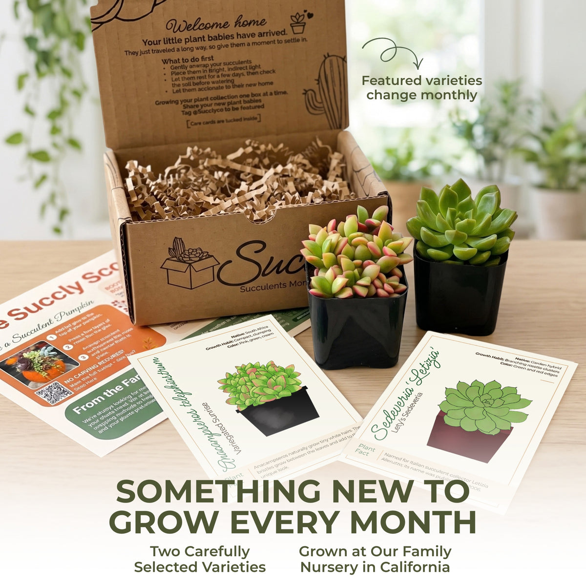 Succly Subscription Box