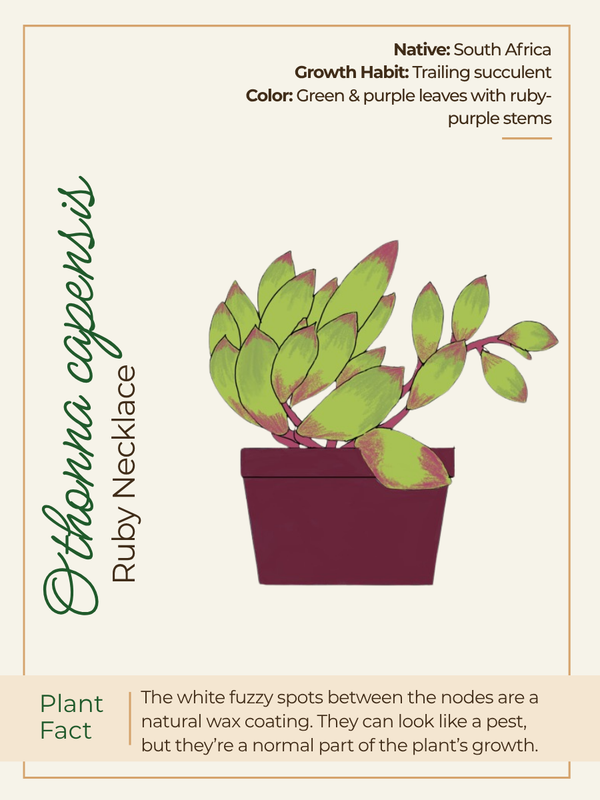 Card 1 Front