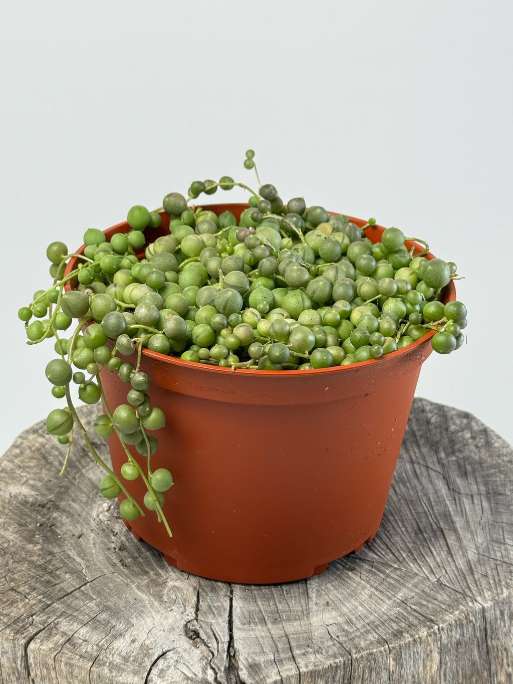 Senecio rowleyanus- String Of Pearls