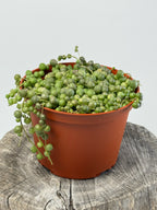 Senecio rowleyanus- String Of Pearls