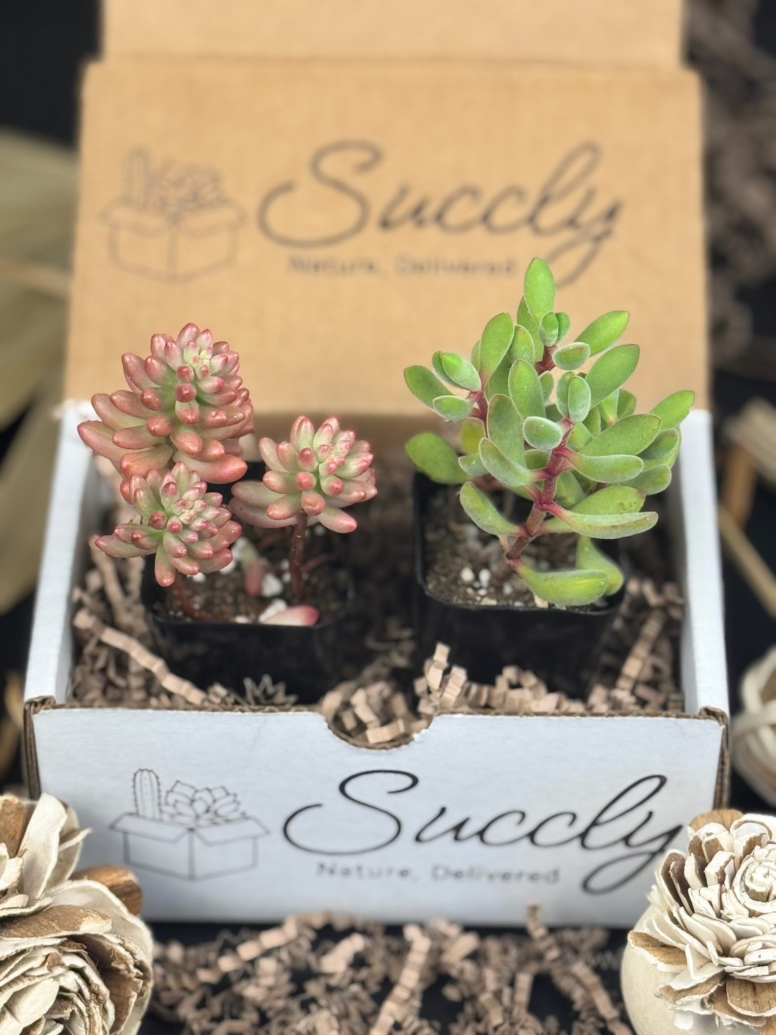 succulent plant gift set Succly Subscription Box