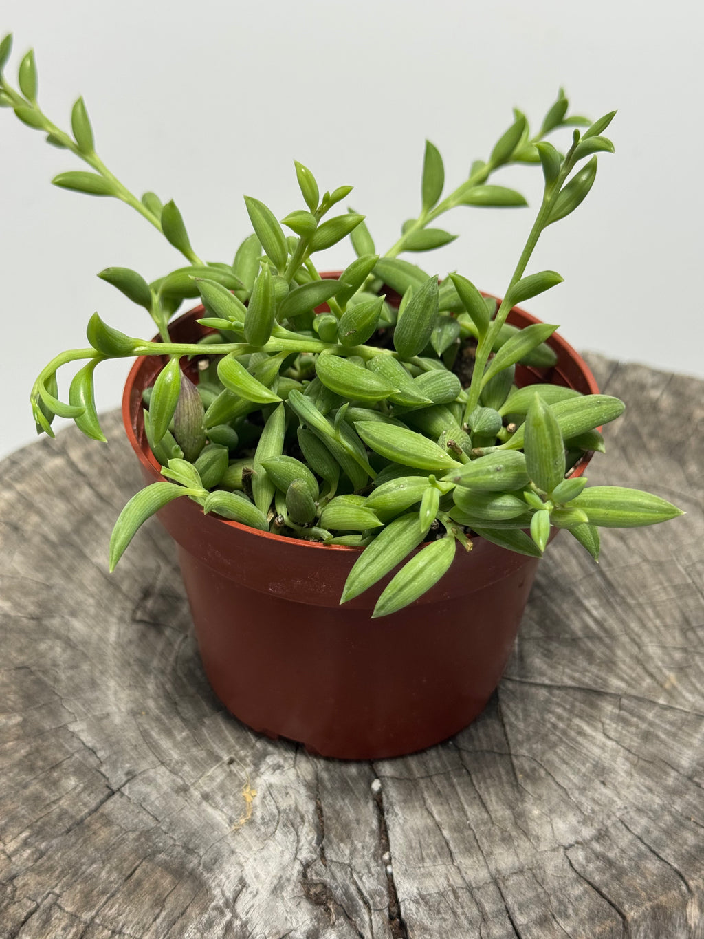 Curio radicans -String of Bananas