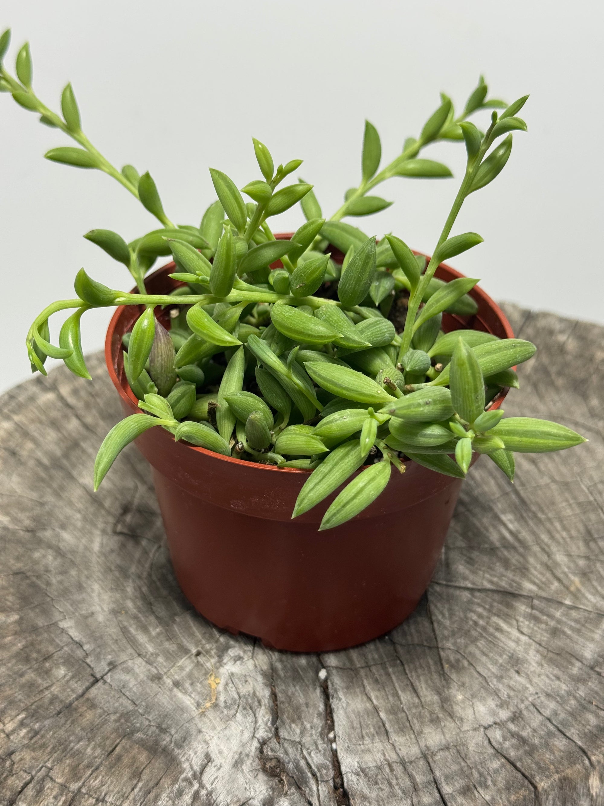 Curio radicans -String of Bananas