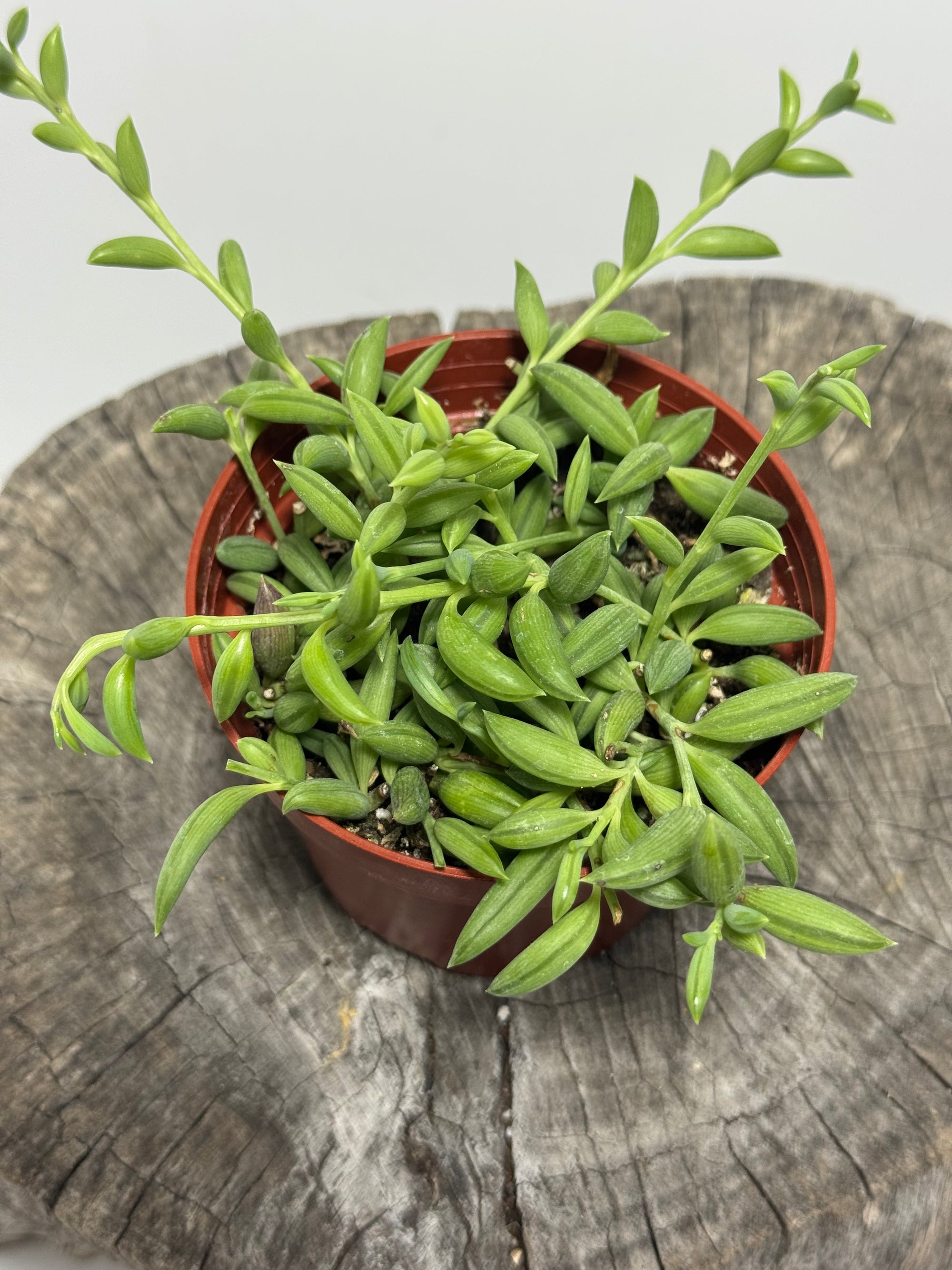 Curio radicans -String of Bananas