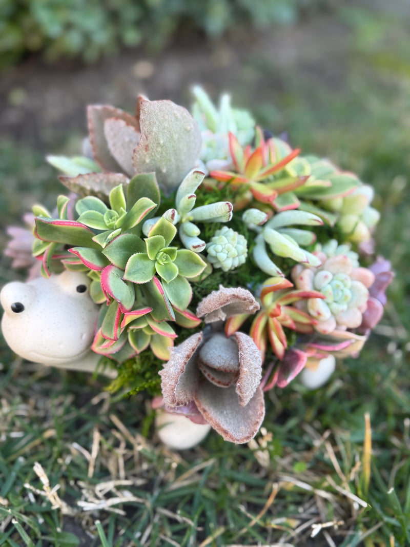 Succulent Turtle
