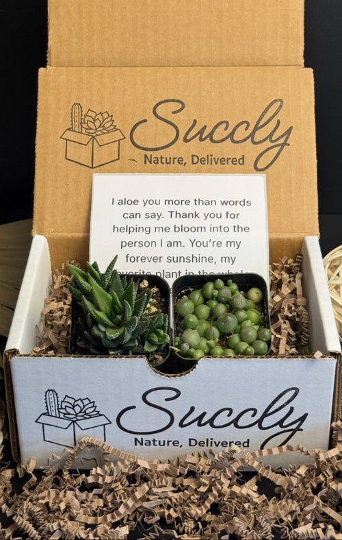 Succulents in a box labeled 'Succly' with decorative elements on a dark background