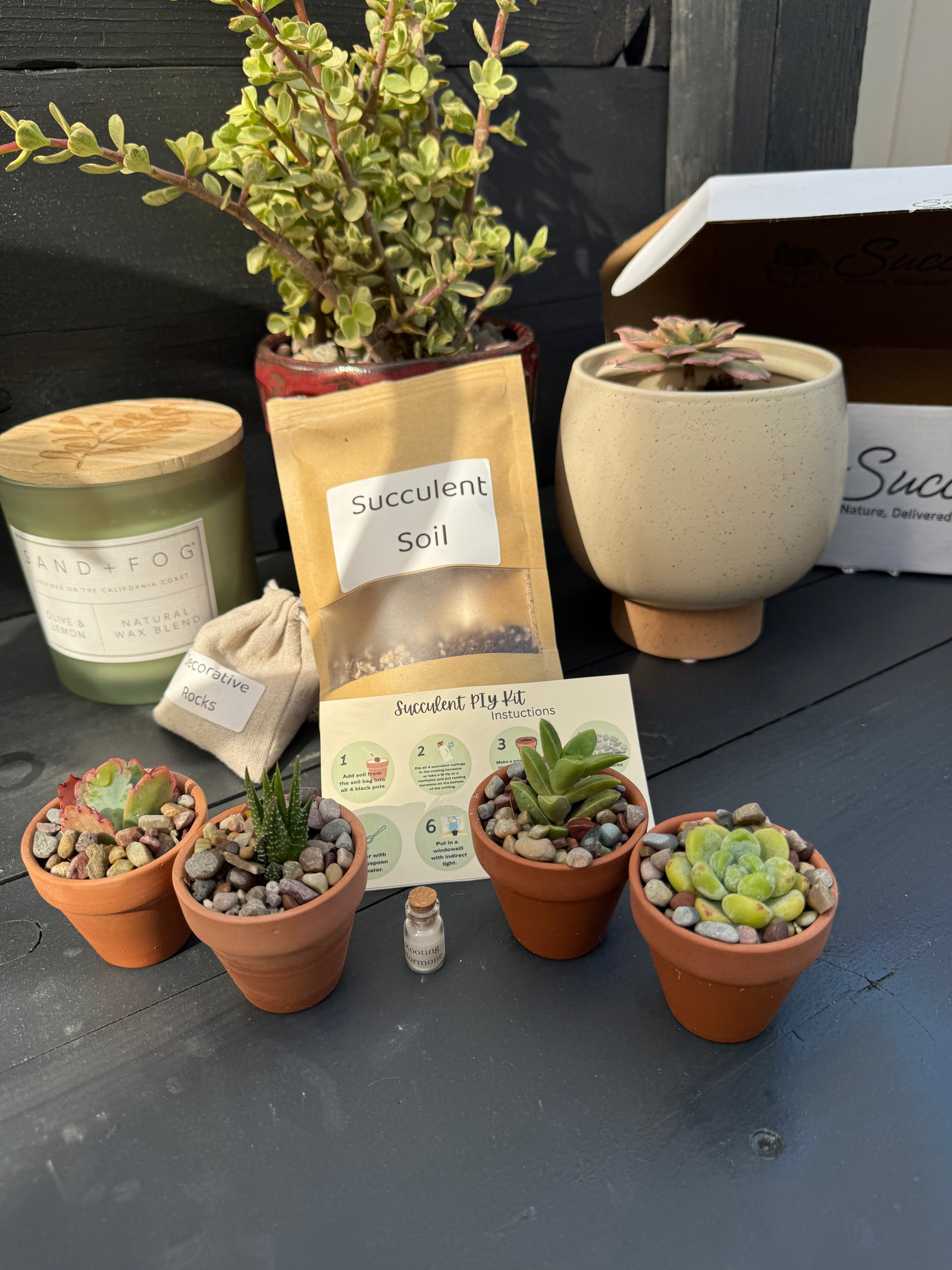 succulent plant kit Succly PIY Kit (plant it yourself)