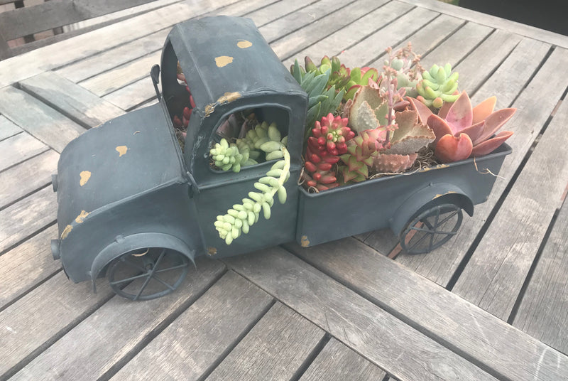 Succulent Truck