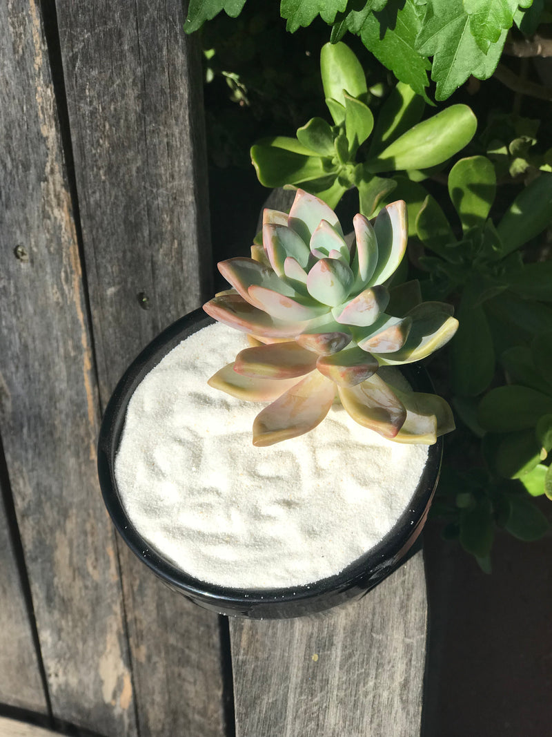 Succulent Zen Garden