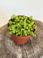 Senecio rowleyanus- String Of Pearls