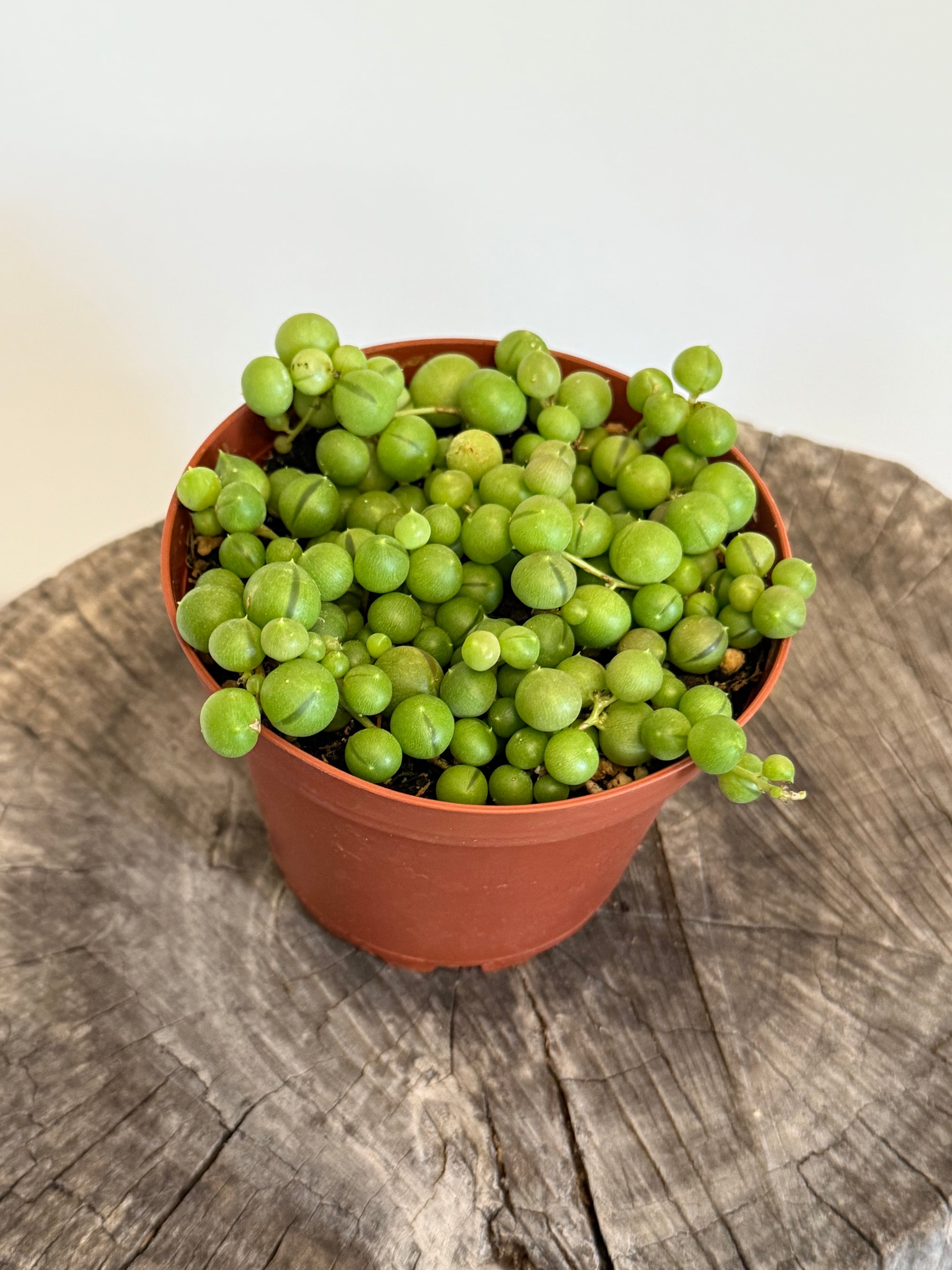Senecio rowleyanus- String Of Pearls