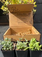 String Of Things Box