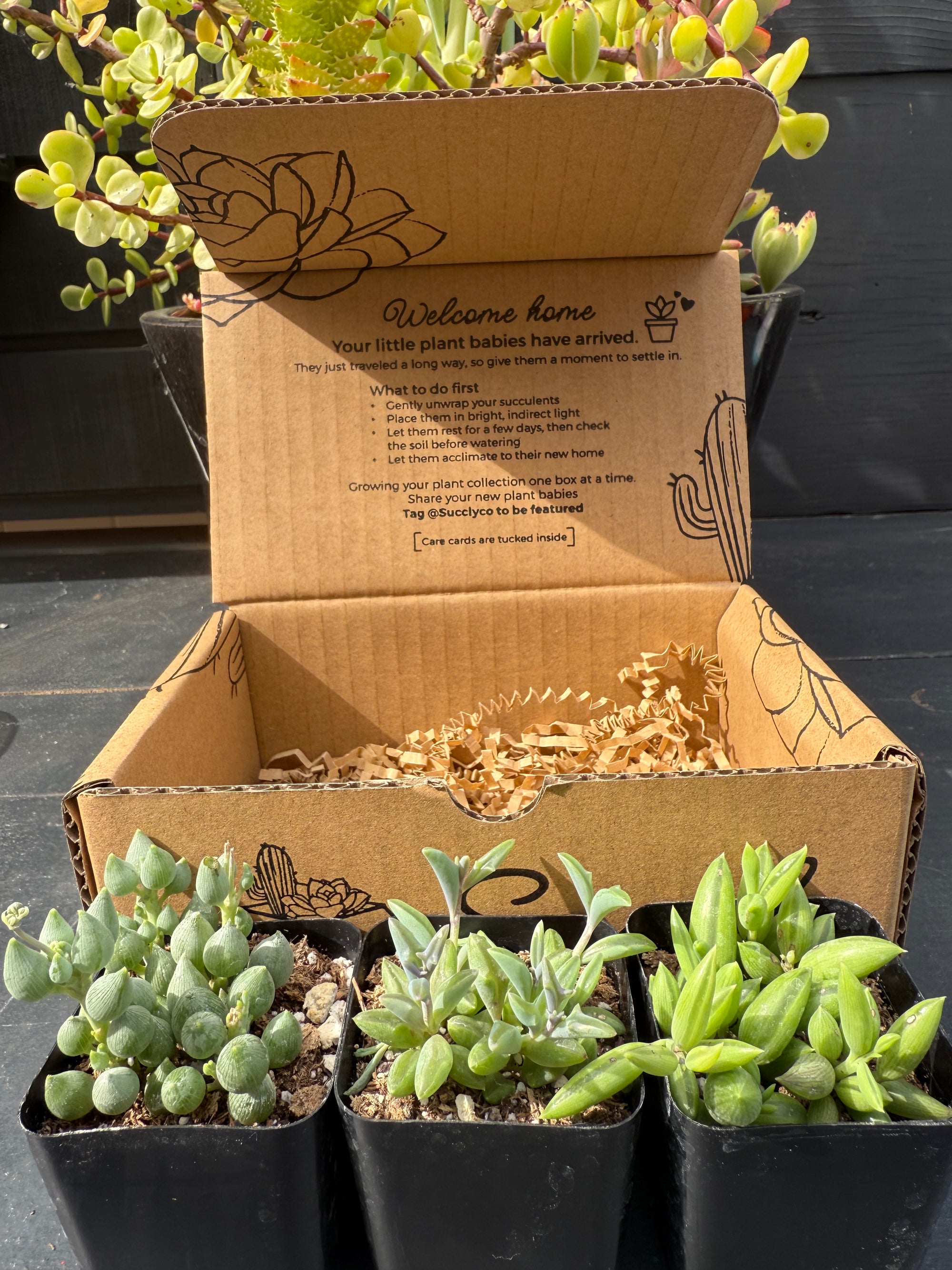 String Of Things Box